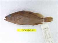 藏品(擬青石斑魚)的圖片